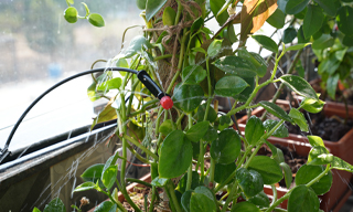 DripMatrix™ Smart Gardening Kit | Gravity-Based Eco Irrigation System | Garden Automation by Dripmatrix