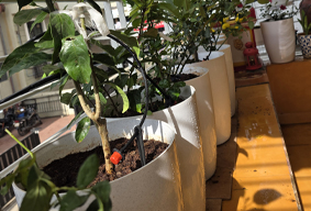 Garden Image