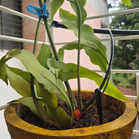 Garden Image
